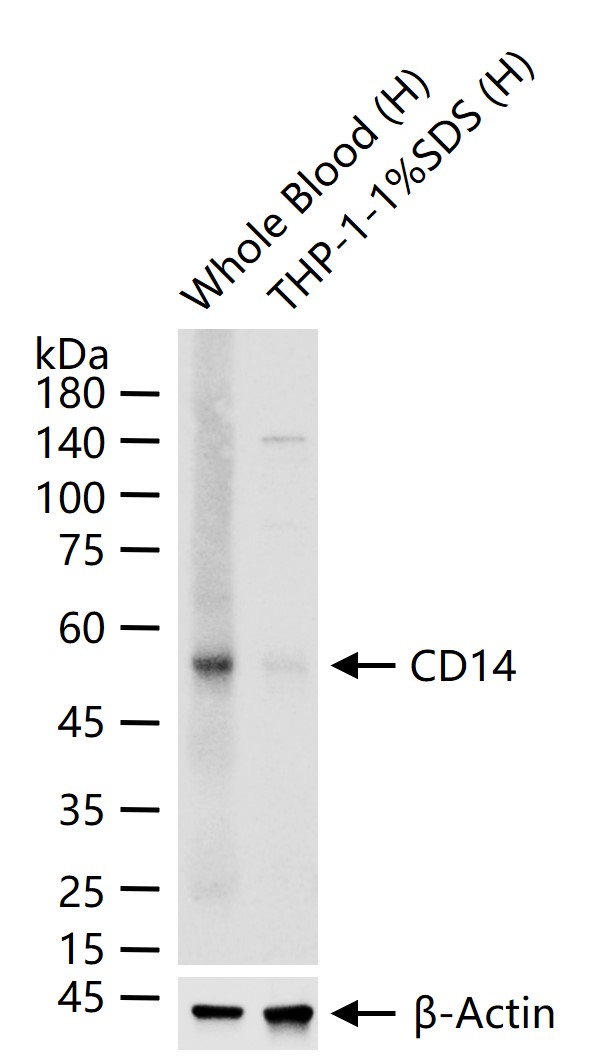 CD14 Mouse mAb (一抗) - WB,IHC-P,IHC-F,IF | Bioss