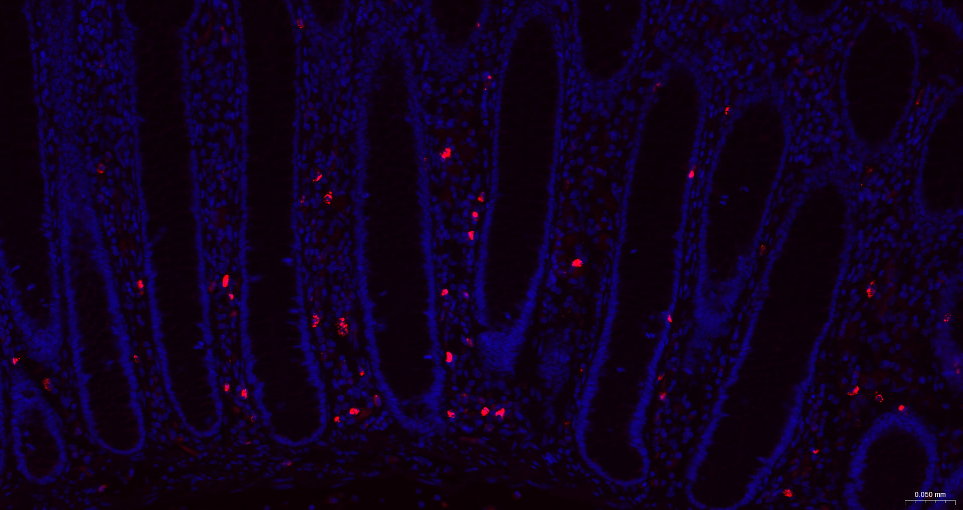 颗粒酶B单克隆抗体-bsm-34135M