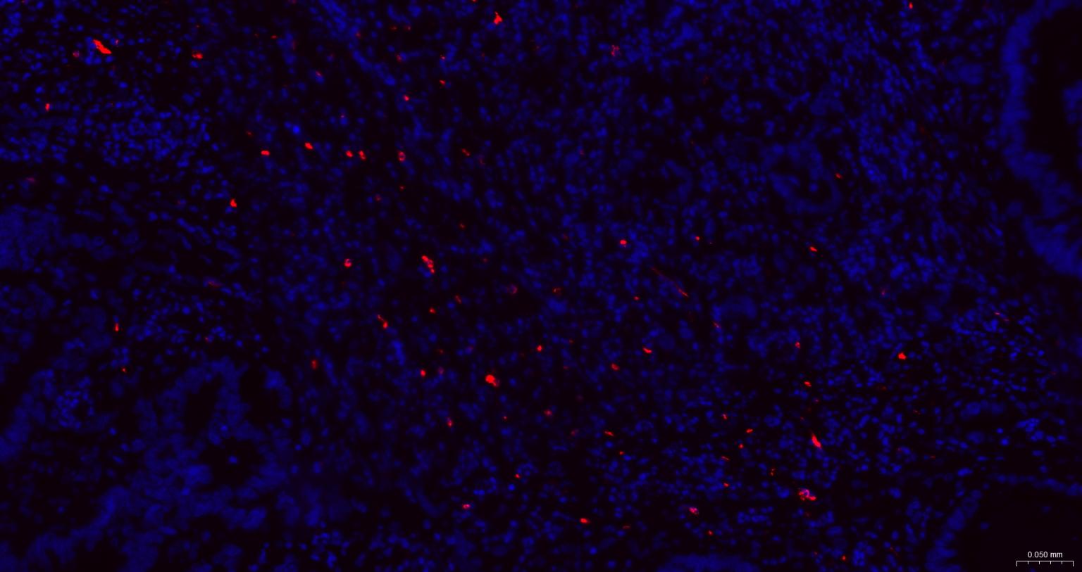 颗粒酶B重组兔单克隆抗体