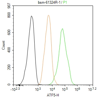 活化转录因子5重组兔单抗-bsm-61324R