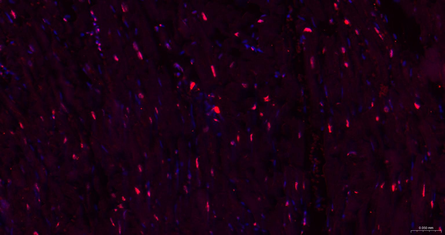 组蛋白H1.0重组兔单抗