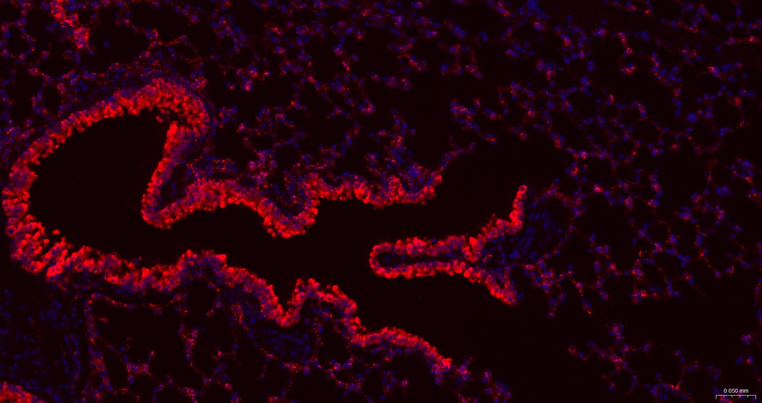 组织蛋白酶L/V/K/H重组兔单抗