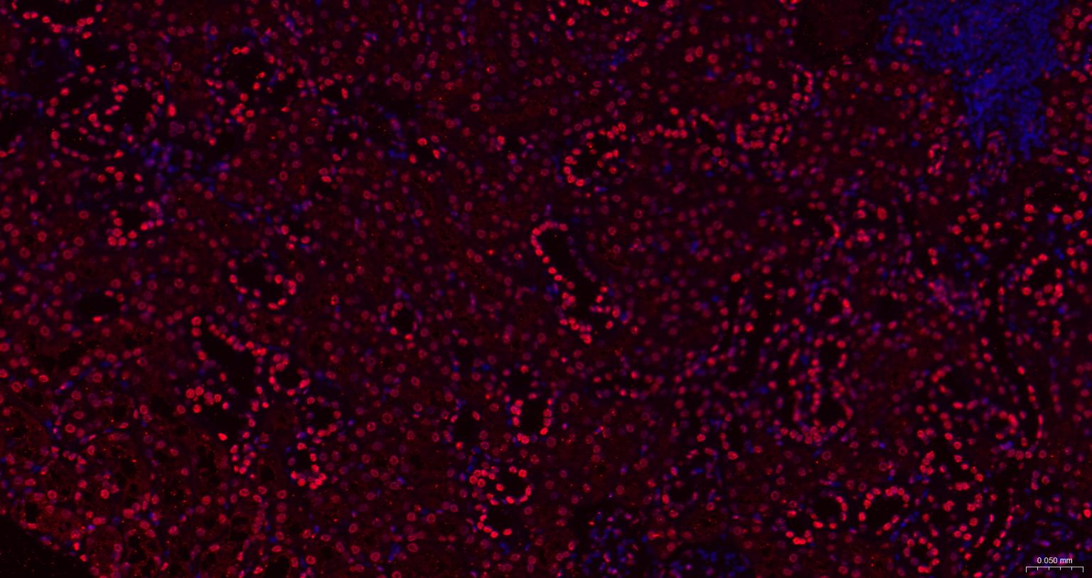 组蛋白H1.0重组兔单抗