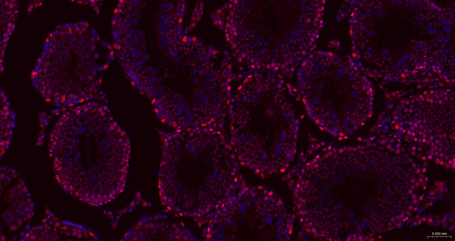胚胎干细胞关键蛋白1重组兔单抗