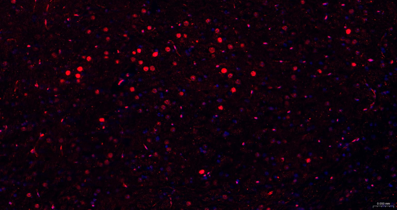 胚胎干细胞关键蛋白1重组兔单抗