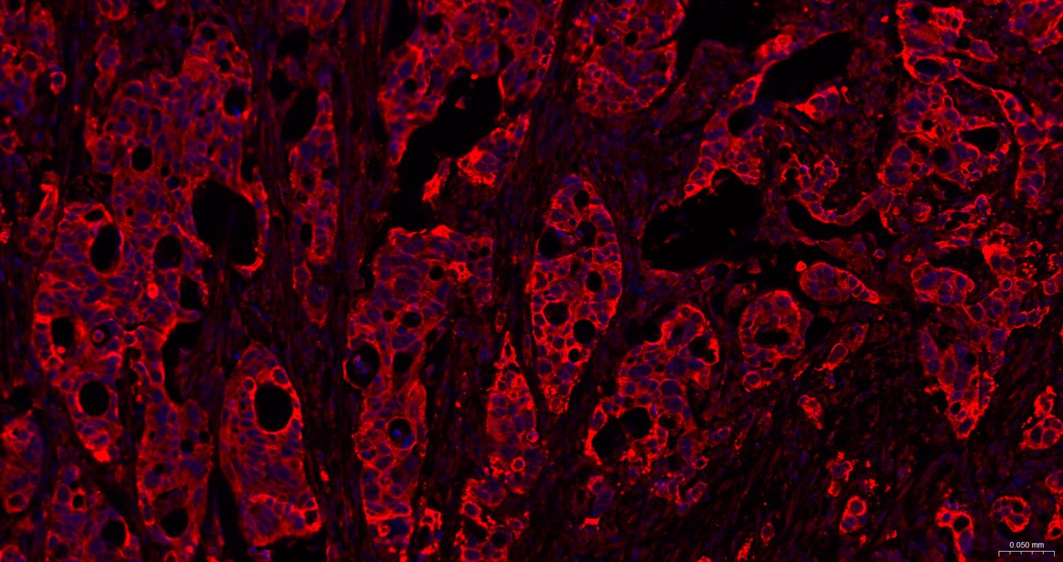 BH3结构域凋亡诱导蛋白重组兔单抗
