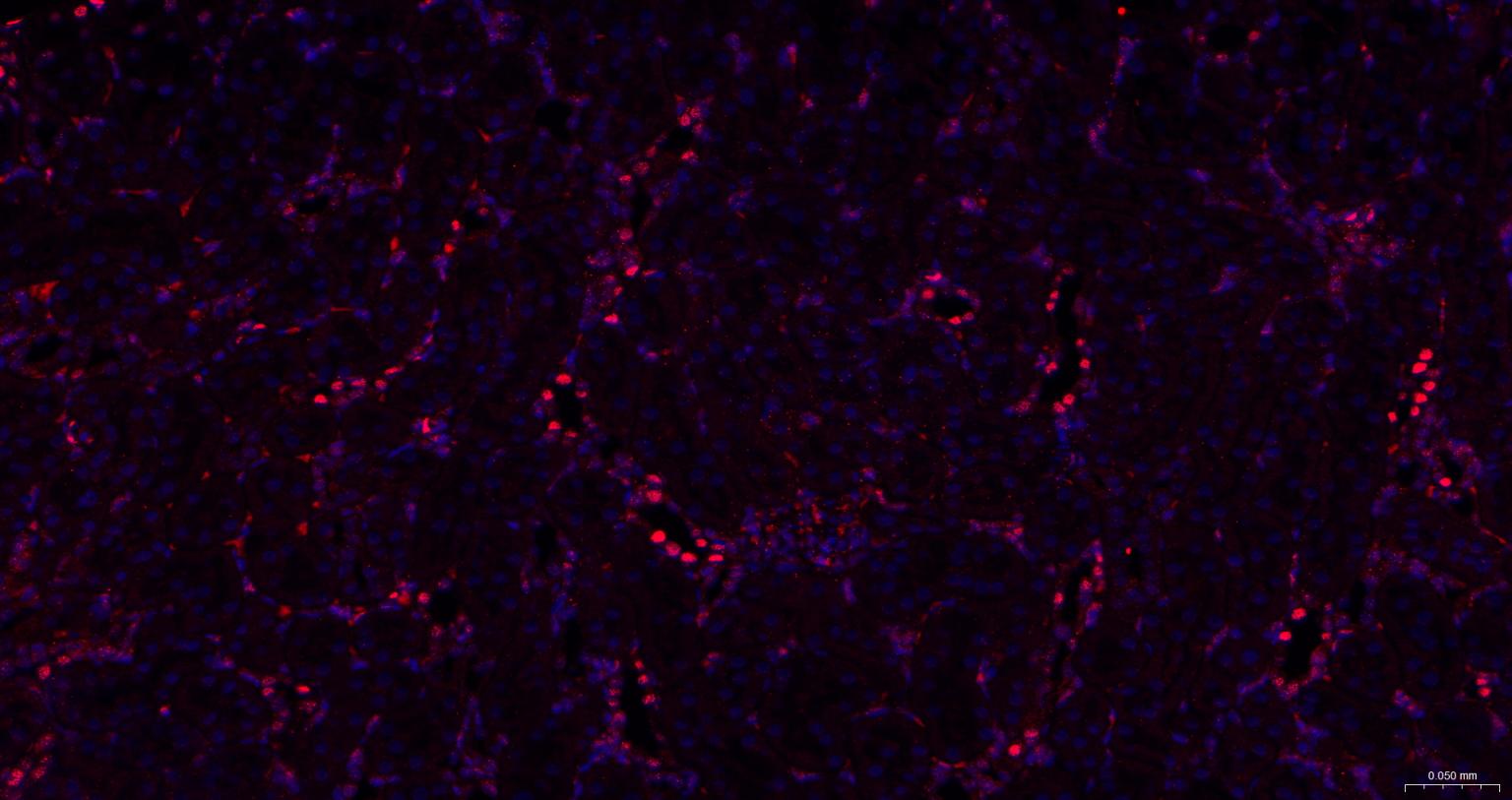 泛素样蛋白Sumo2/3重组兔单抗
