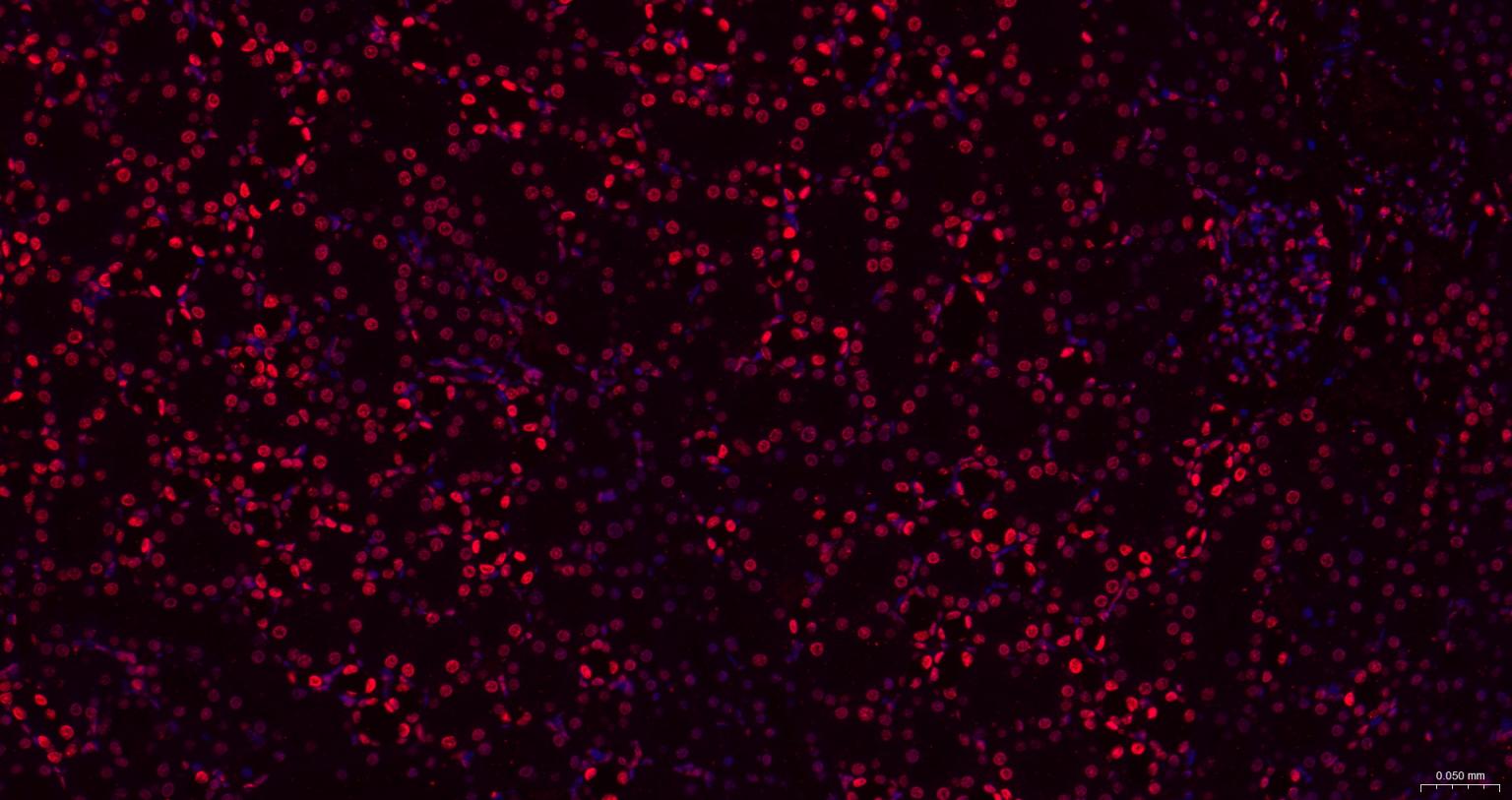 组蛋白H1.0重组兔单抗