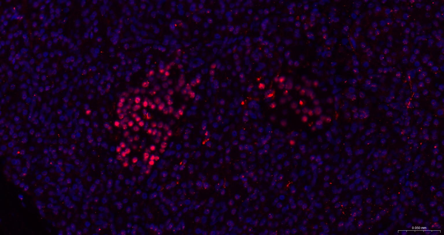 胰岛素基因增强结合蛋白1重组兔单抗