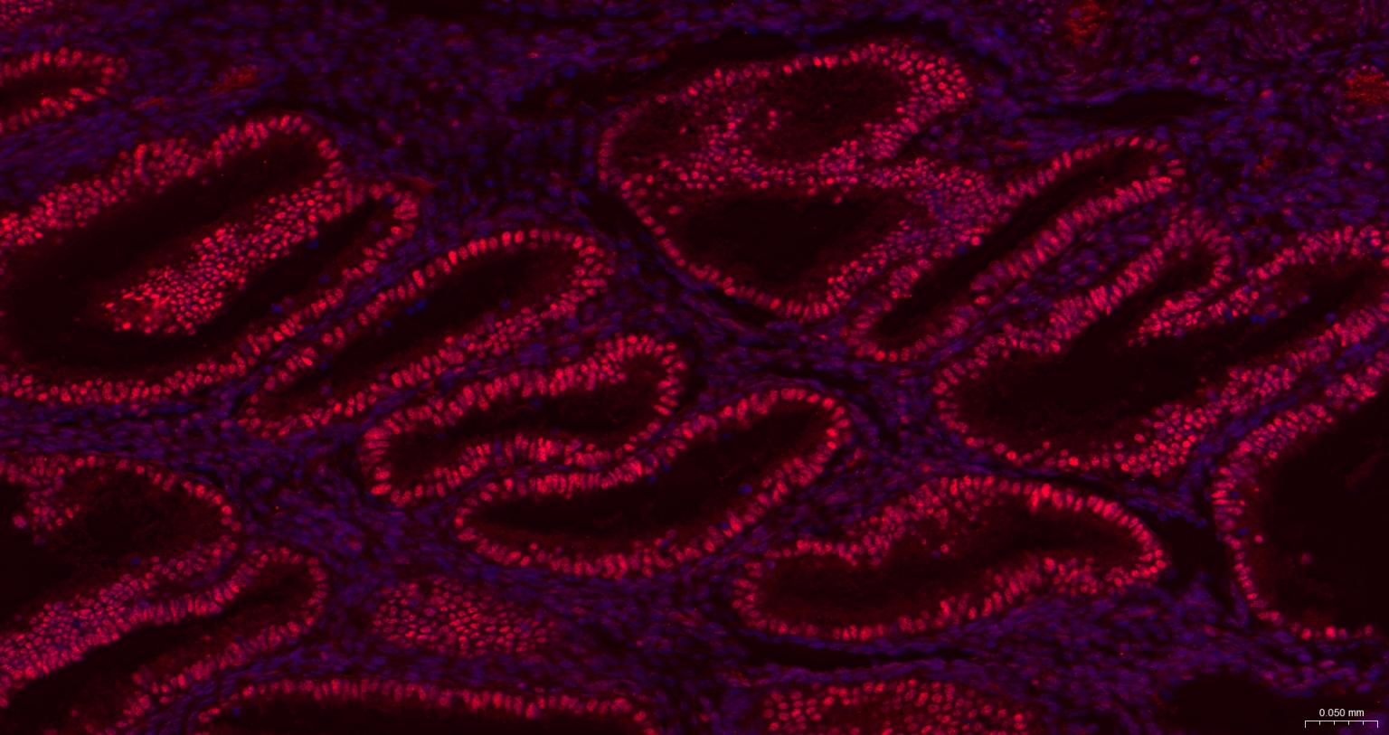 胚胎干细胞关键蛋白1重组兔单抗