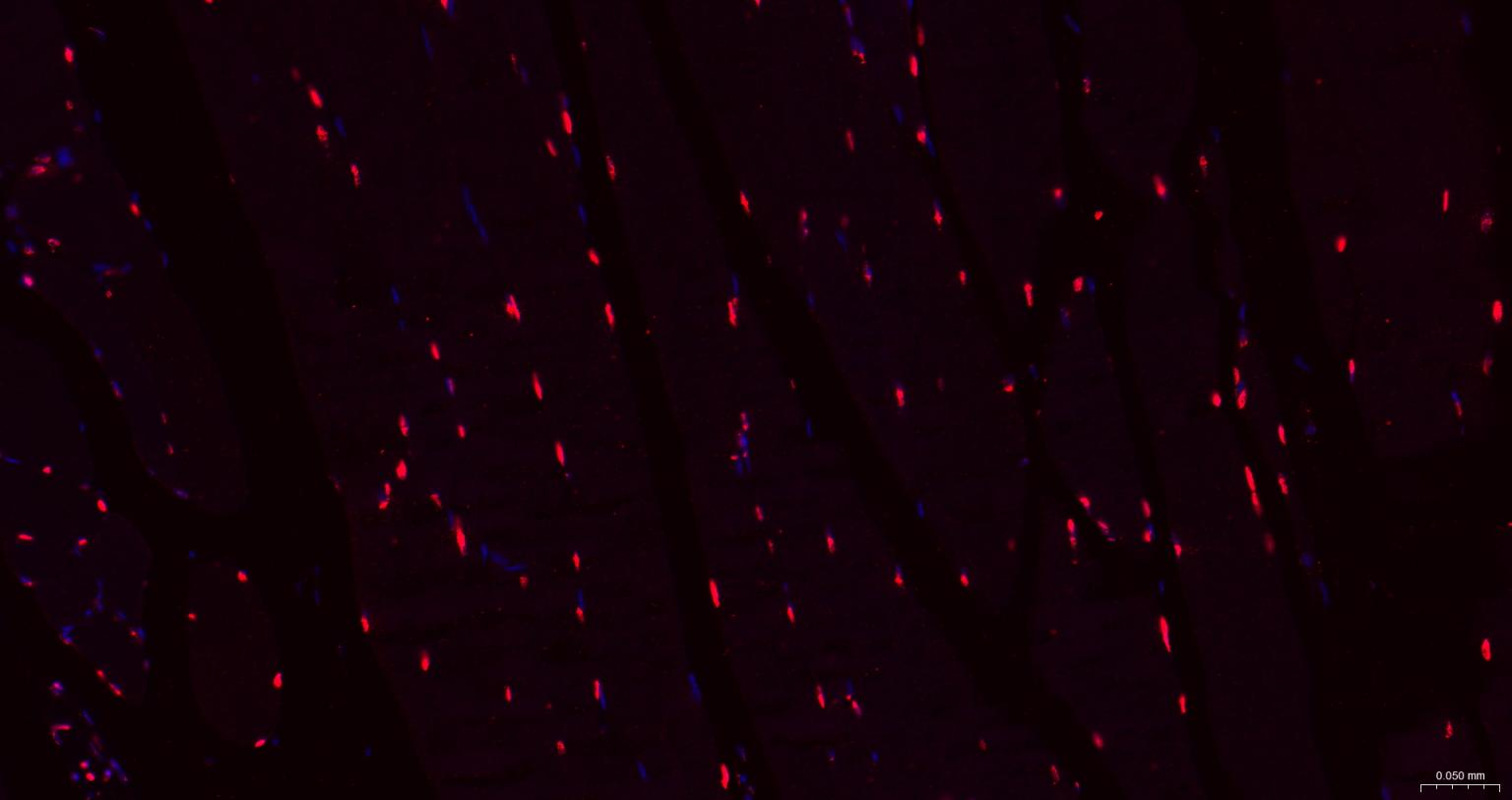 组蛋白H1.0重组兔单抗