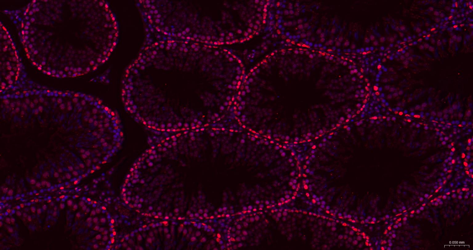 胚胎干细胞关键蛋白1重组兔单抗
