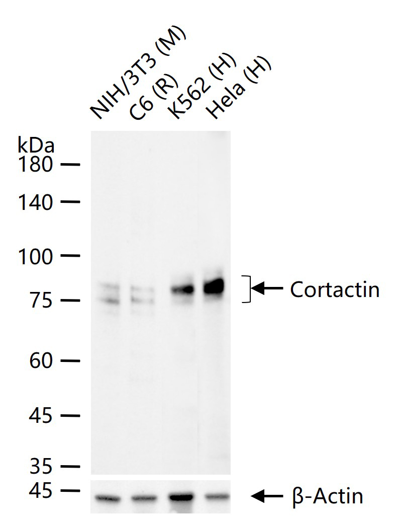 皮层肌动蛋白重组兔单抗