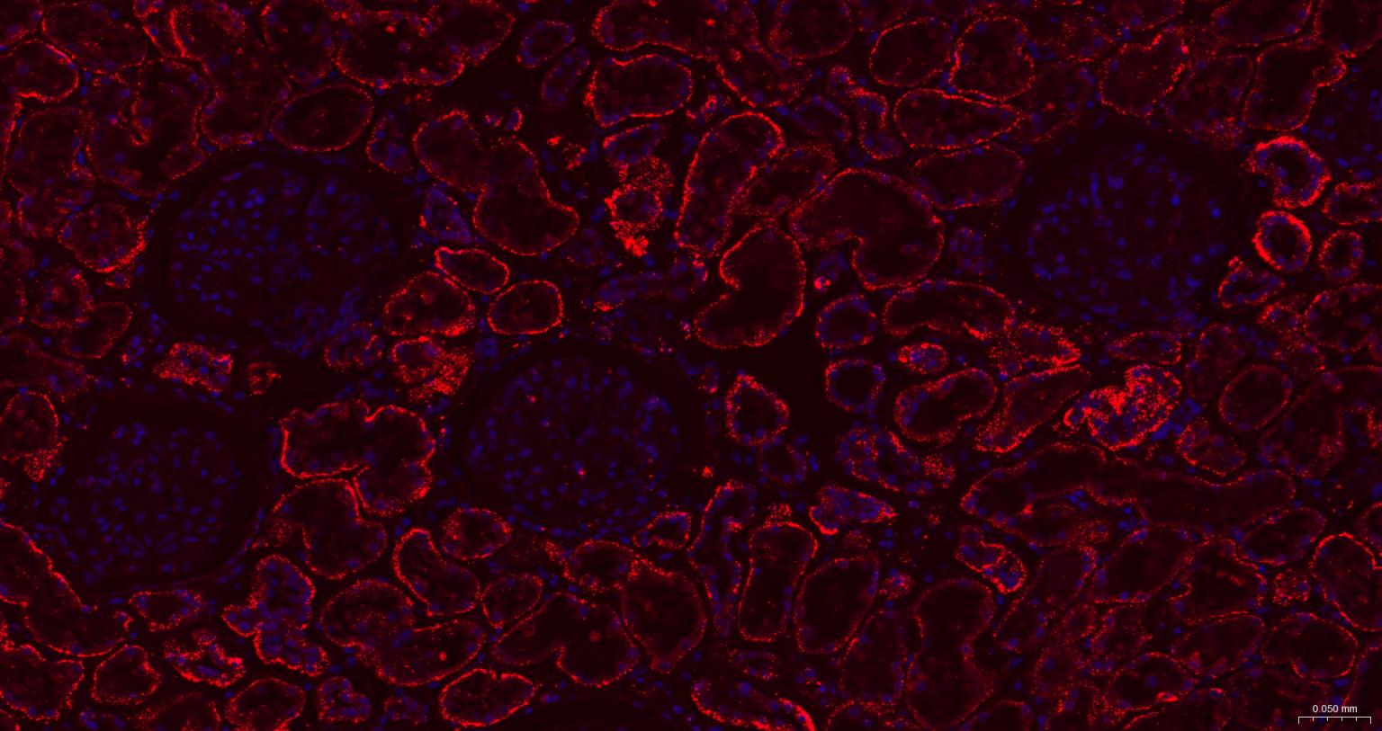 组织蛋白酶L/V/K/H重组兔单抗