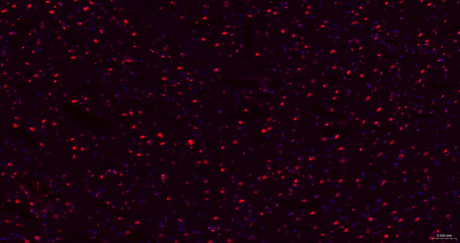 组蛋白H1.0重组兔单抗