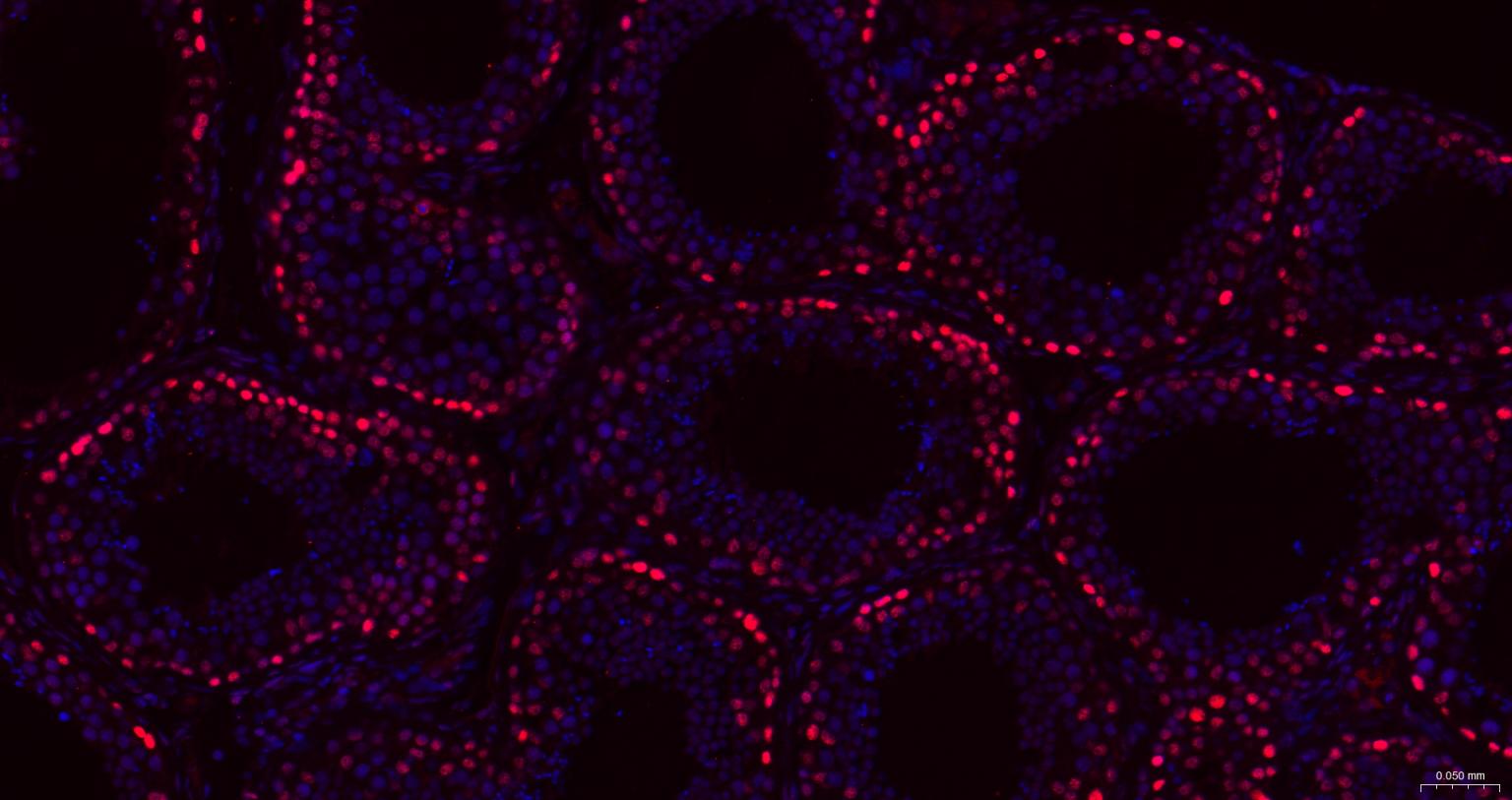胚胎干细胞关键蛋白1重组兔单抗