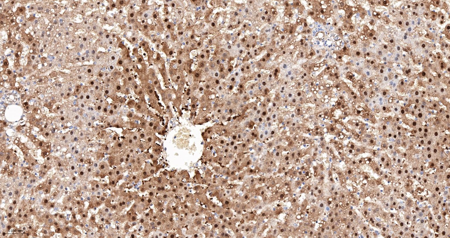 ALKBH1蛋白重组兔单抗