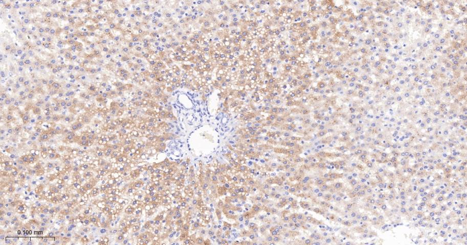 Jun激活区域-连接蛋白1重组兔单抗
