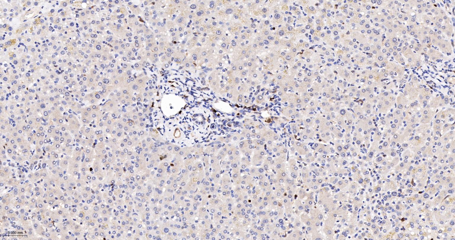 磷酸化氨基末端激酶1/2/3重组兔单抗