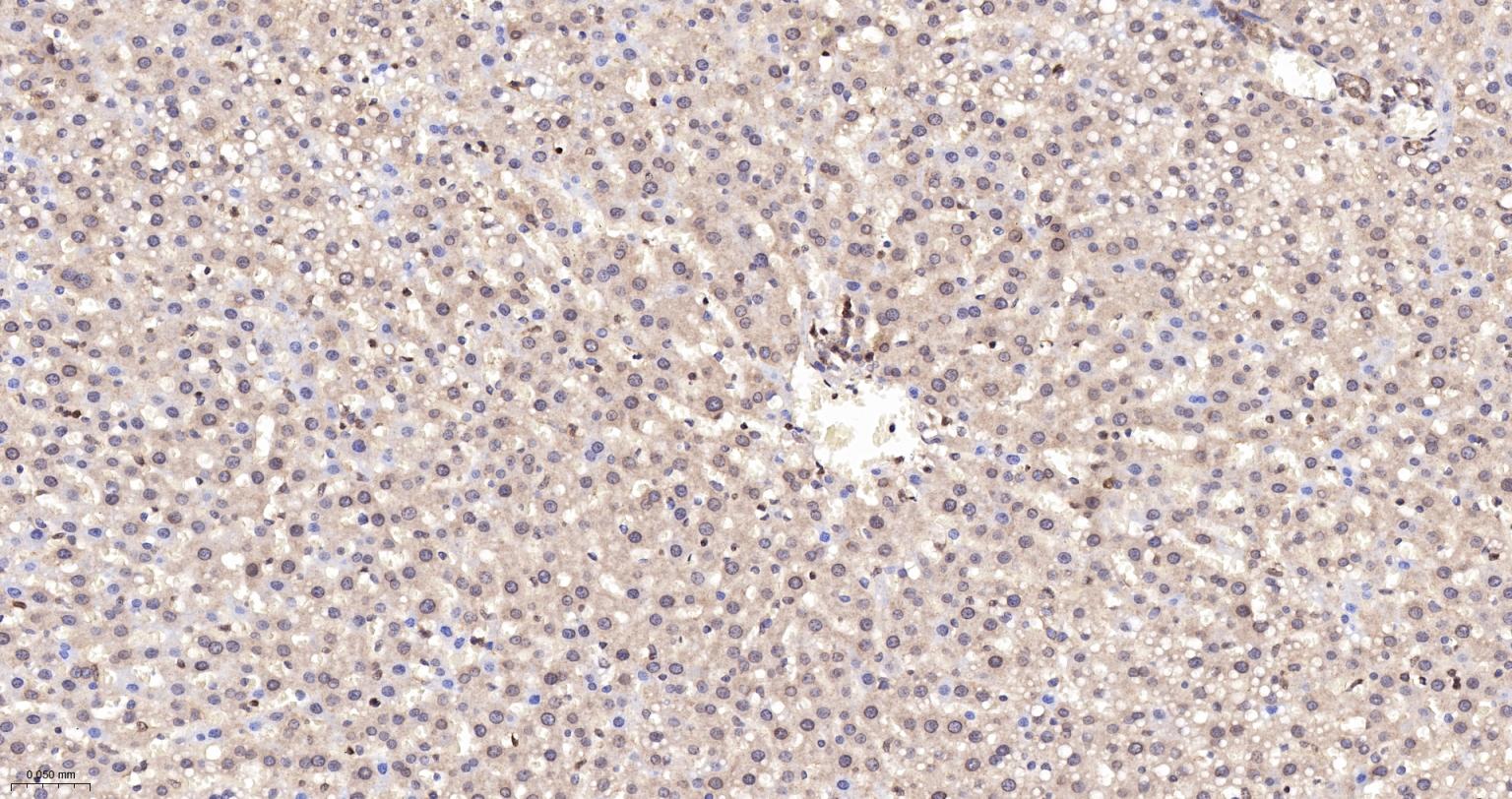 泛素蛋白连接酶E2I重组兔单抗