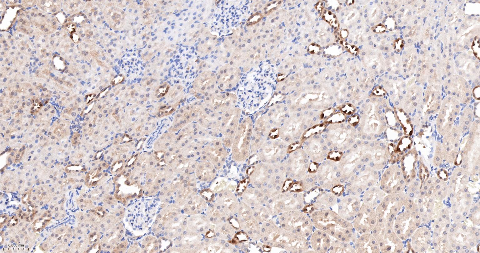 Caspase-6重组兔单抗