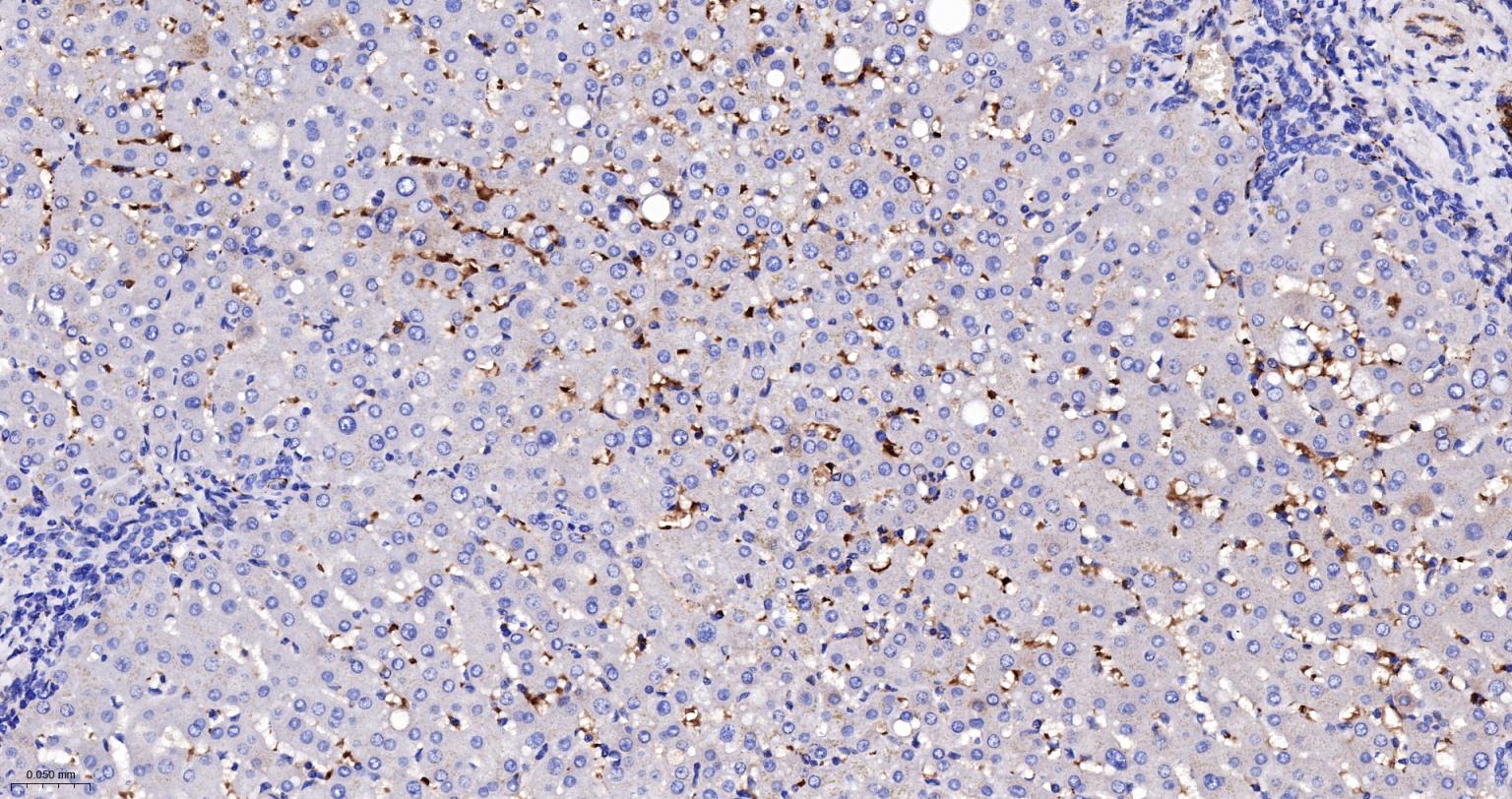 核突触蛋白-α重组兔单抗