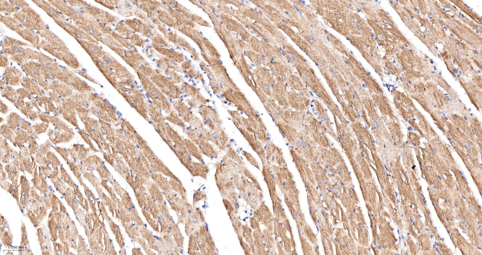 蛋白激酶AKT底物1重组兔单抗-bsm-61149R