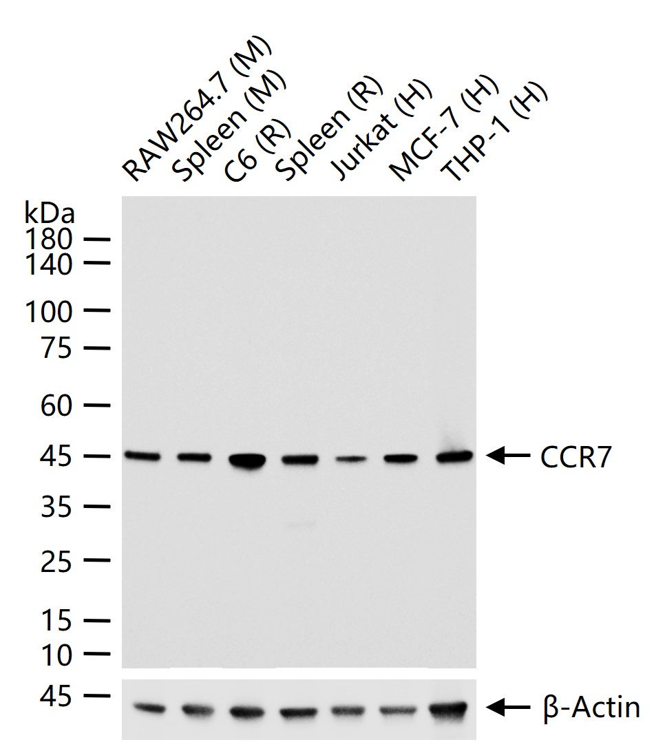 细胞表面趋化因子受体7重组兔单抗