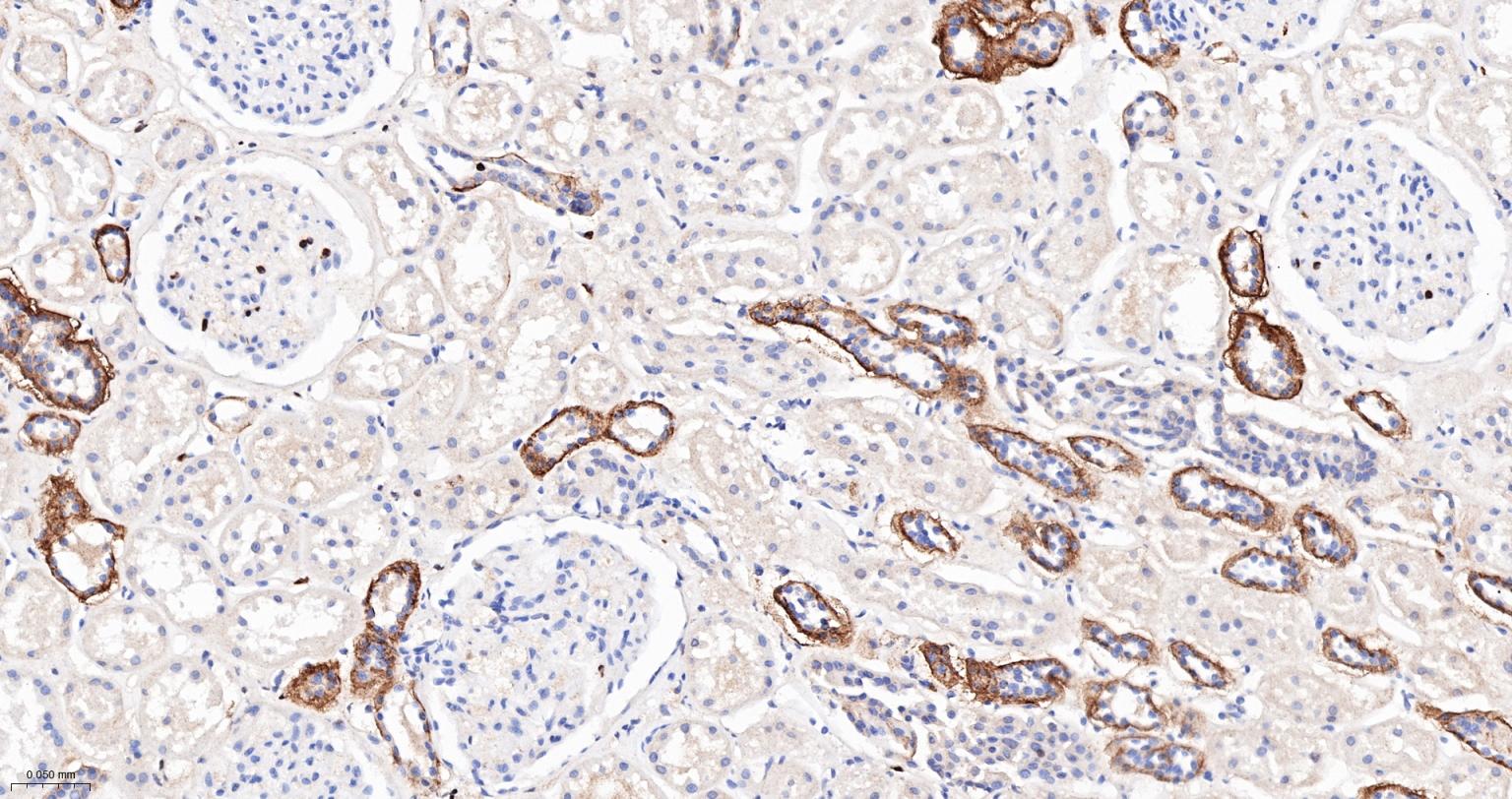 Caspase-6重组兔单抗