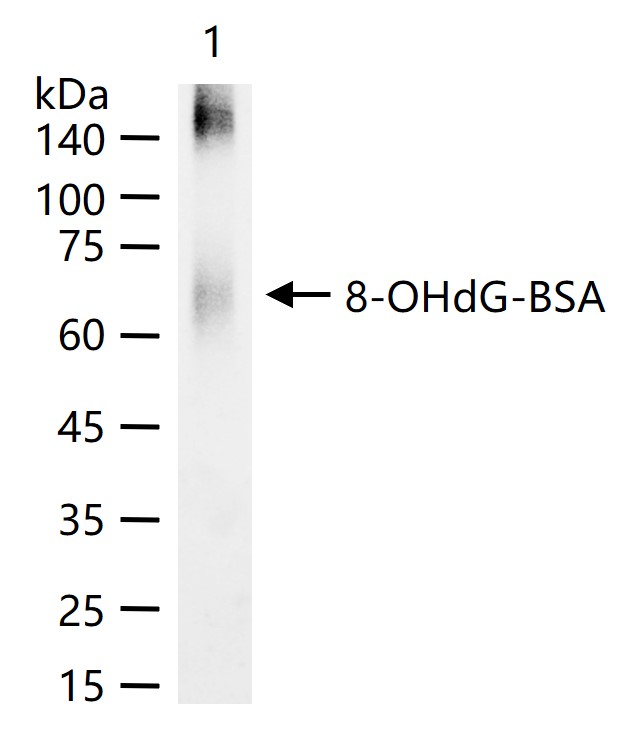 8-OHdG (DNA/RNA Damage) Mouse mAb (一抗) - WB,IHC-P,IHC-F,IF,ELISA | Bioss