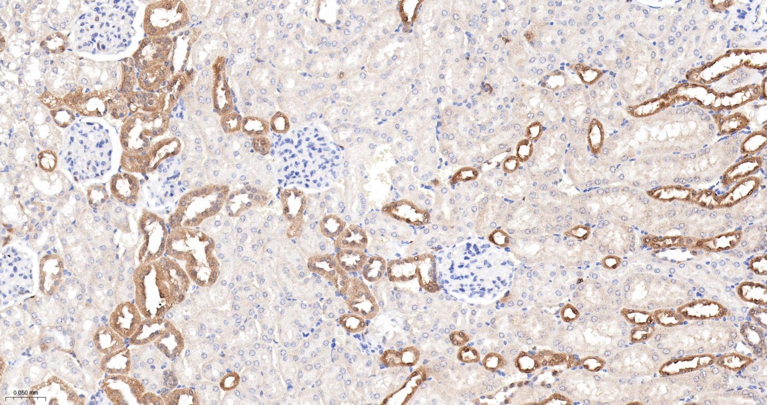 Caspase-6重组兔单抗