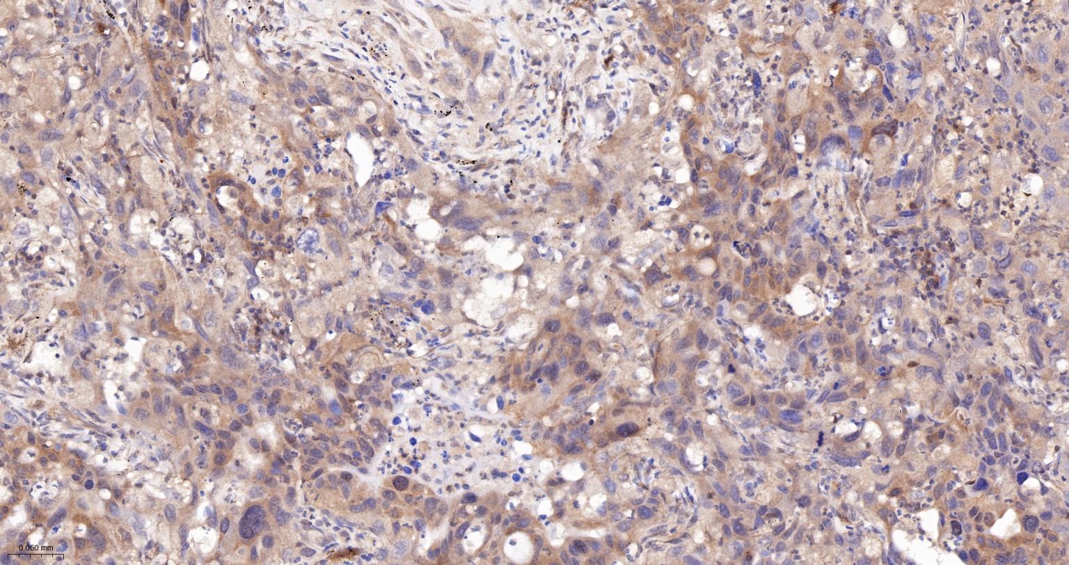 活化半胱胺酸蛋白酶蛋白-3重组兔单抗