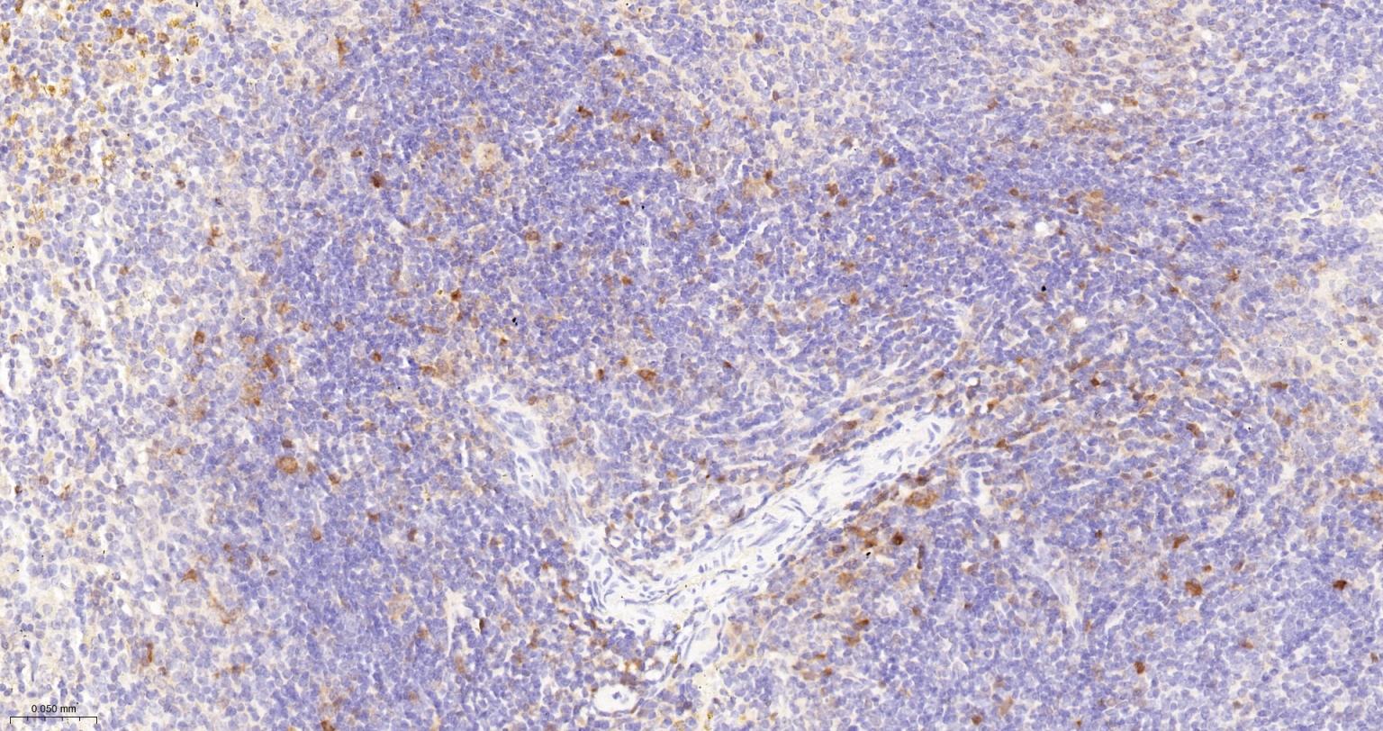 活化半胱胺酸蛋白酶蛋白-3重组兔单抗