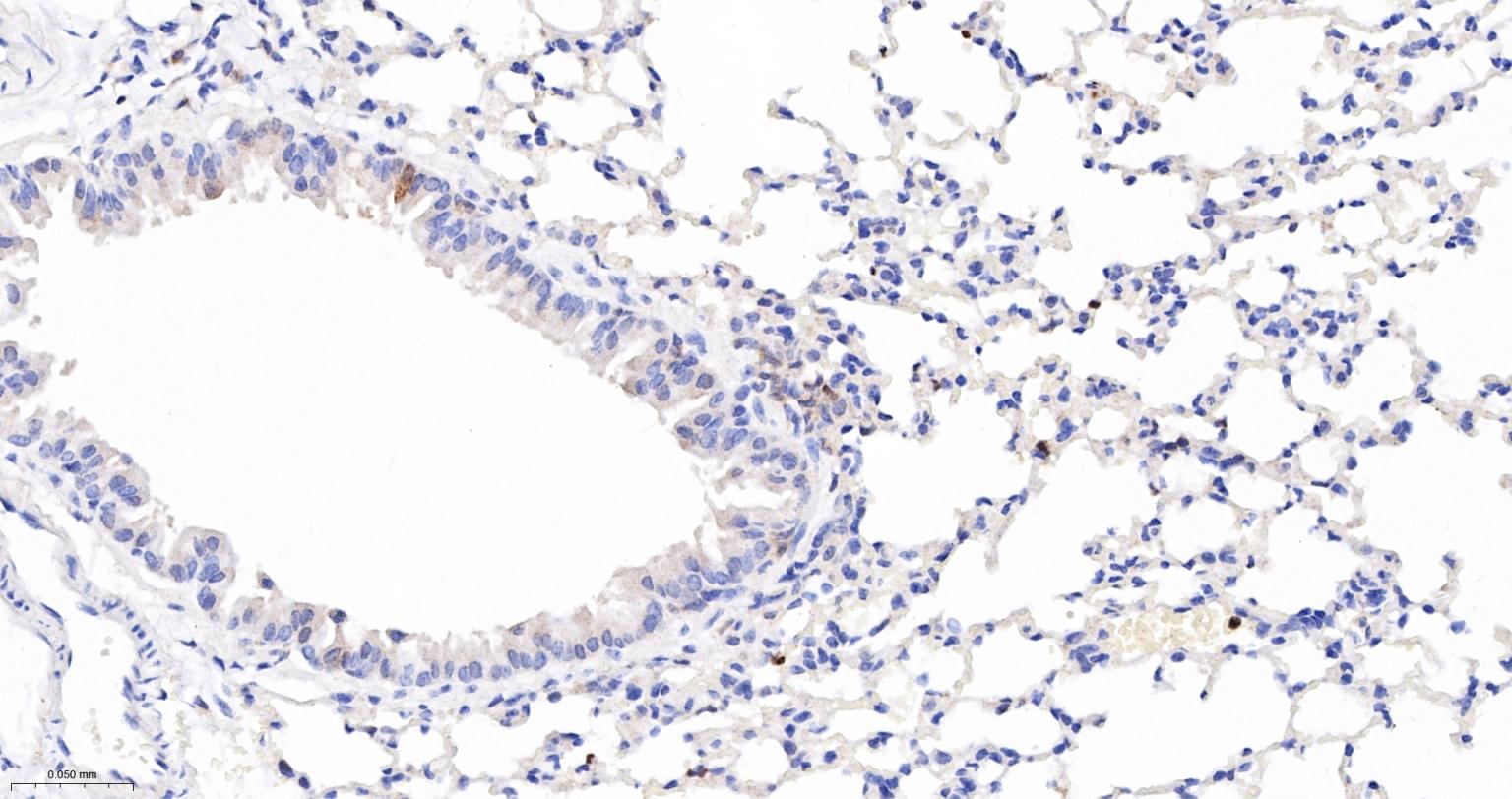 活化半胱胺酸蛋白酶蛋白-3重组兔单抗