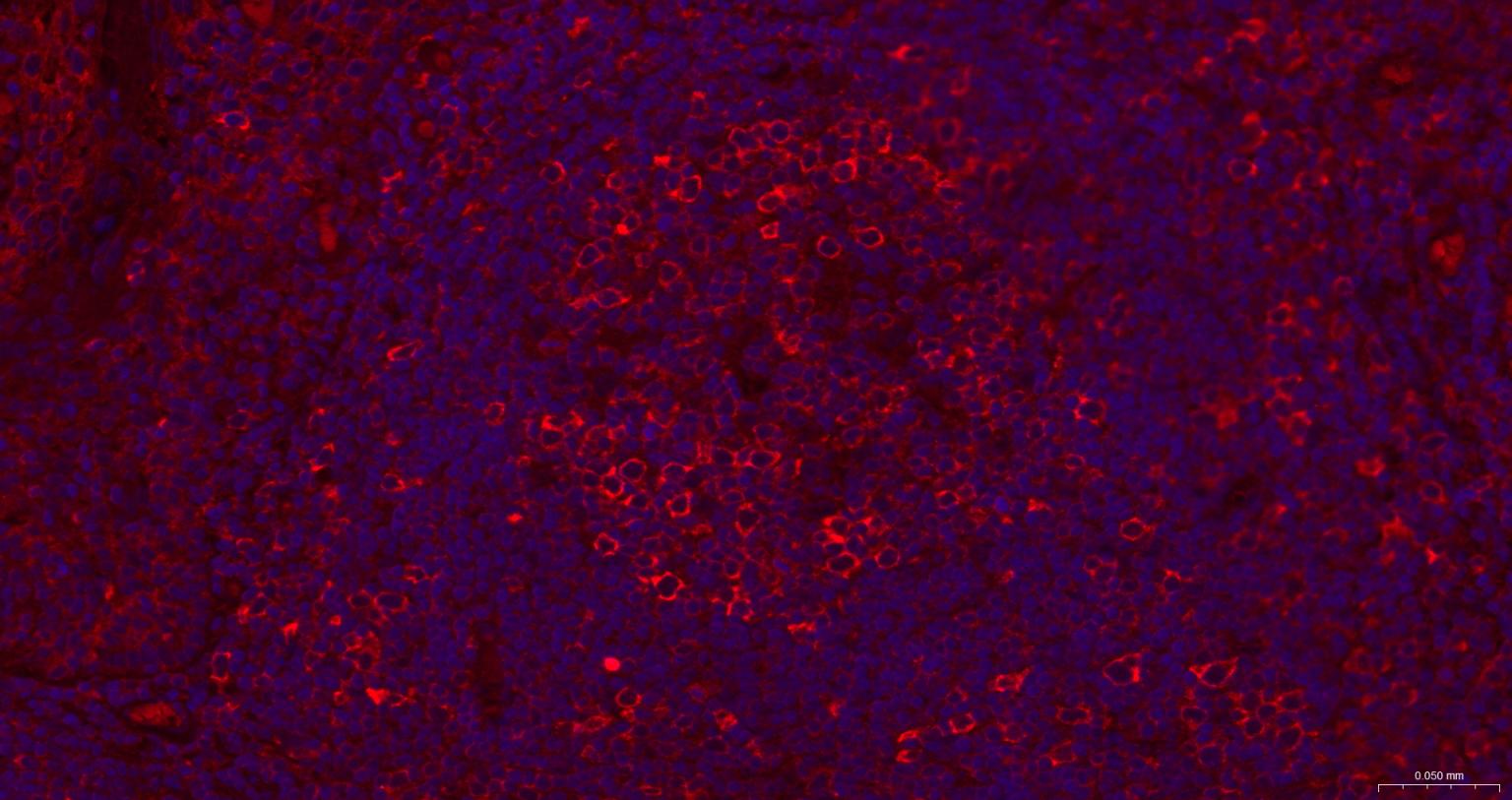 甘氨酰胺核苷酸合成酶重组兔单抗