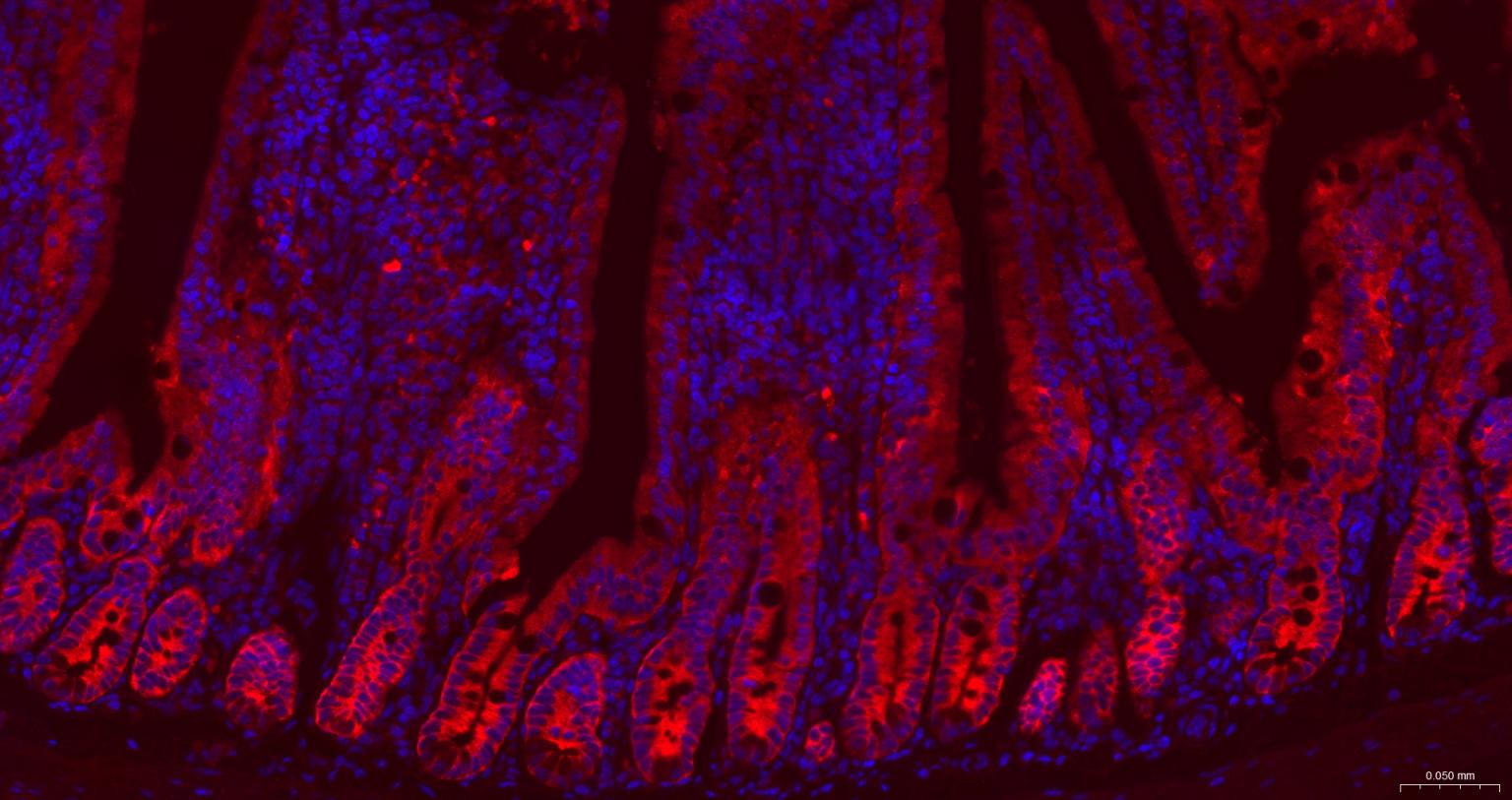 甘氨酰胺核苷酸合成酶重组兔单抗