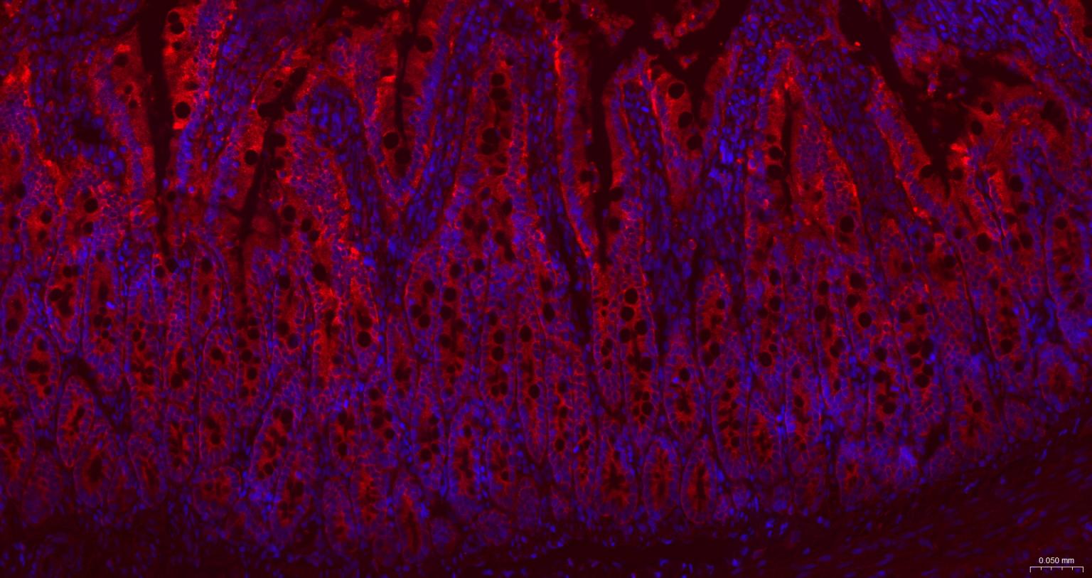 甘氨酰胺核苷酸合成酶重组兔单抗