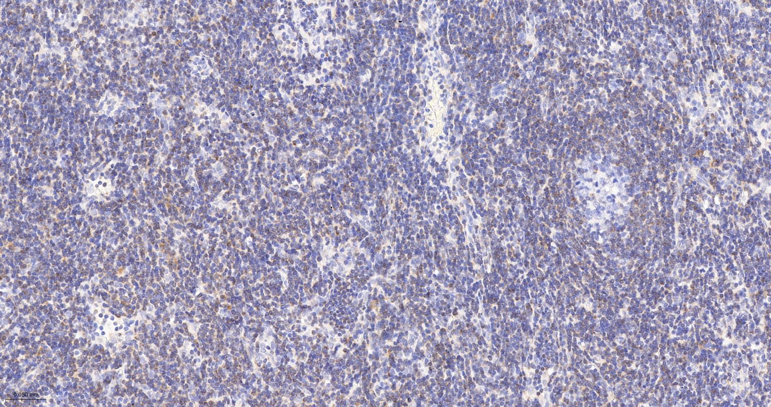 Bcl-2抗体-bs-0032R