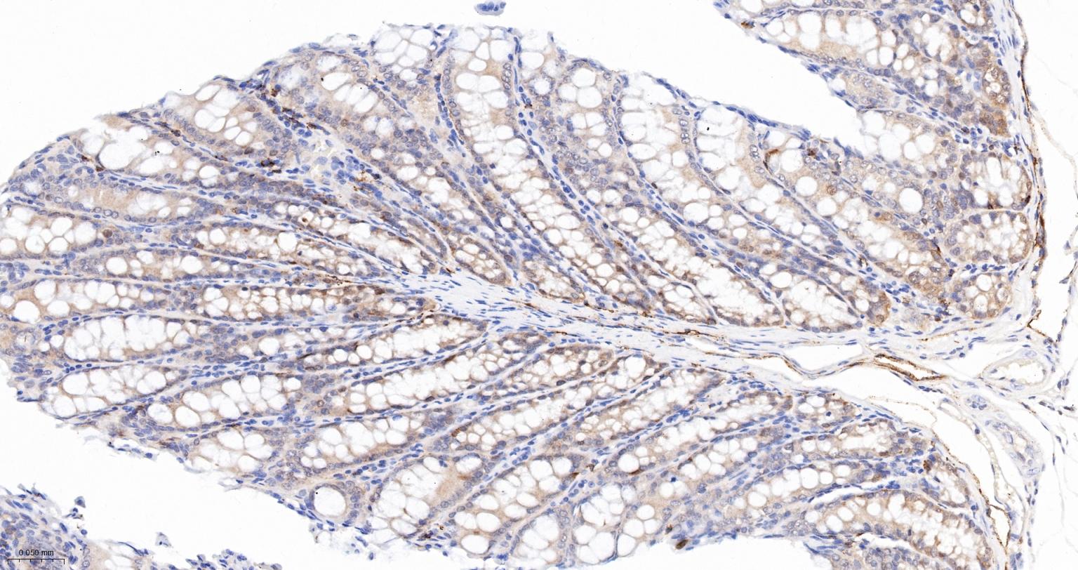 Caspase-6重组兔单抗