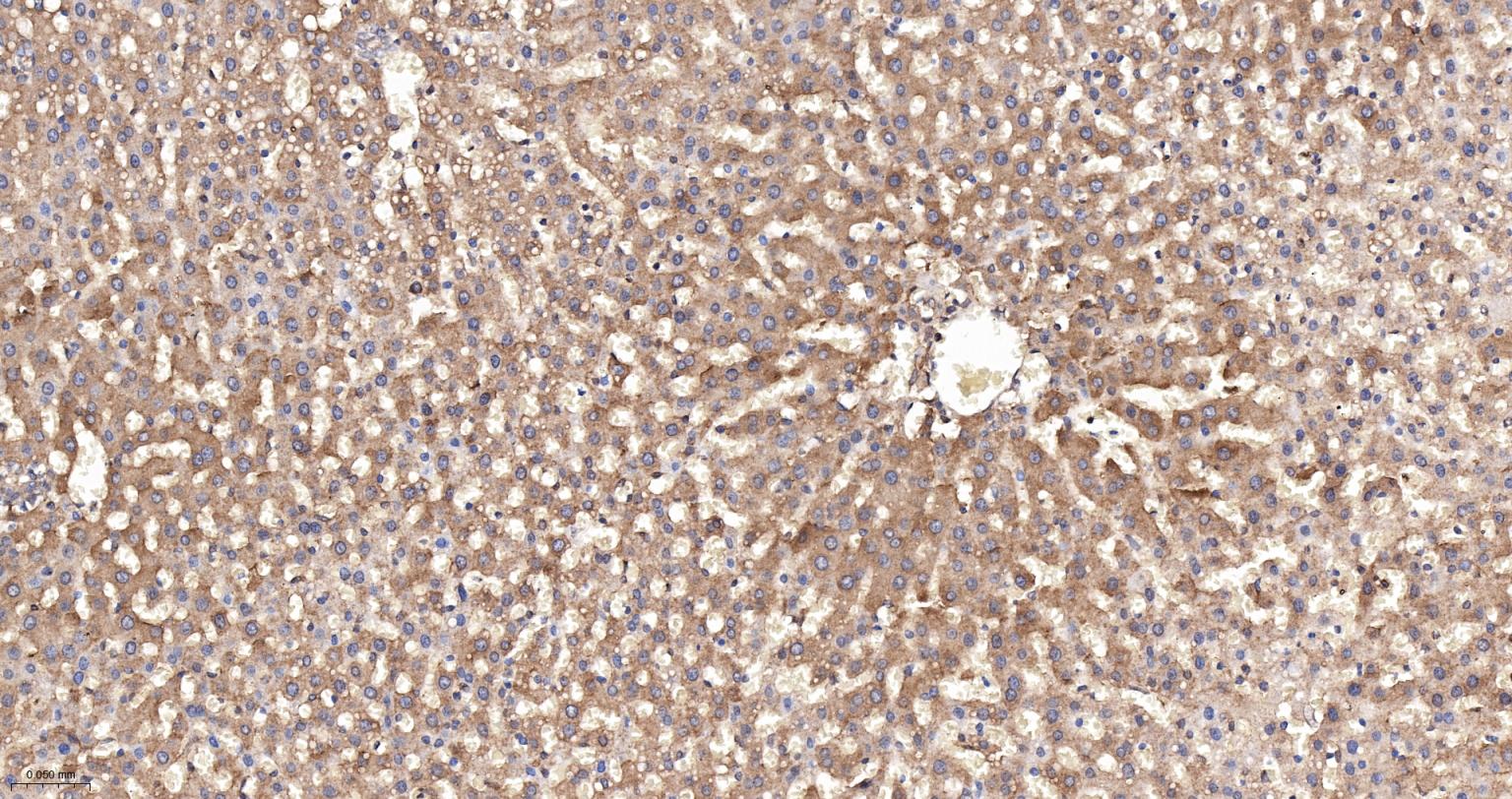 低密度脂蛋白受体相关蛋白1重组兔单抗