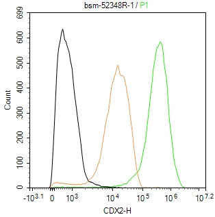 尾型同源盒转录因子2重组兔单抗