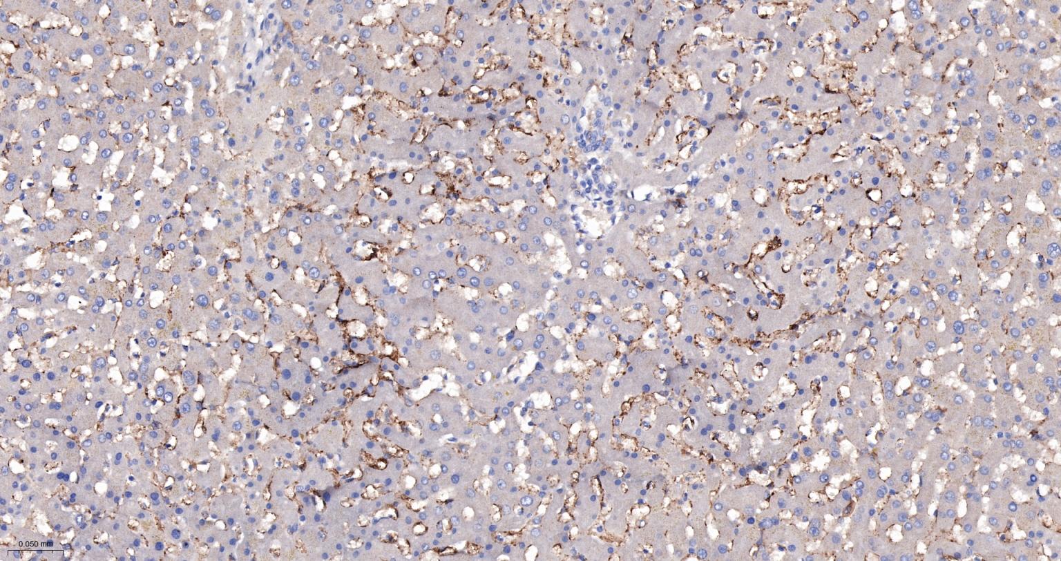 内毒素受体单克隆抗体-bsm-43686M