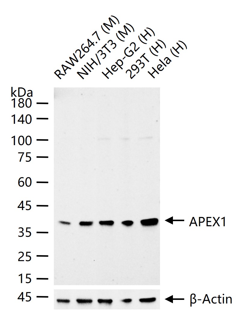 APEX1 Recombinant Rabbit mAb (一抗) - WB,IHC-P,IHC-F,IF | Bioss