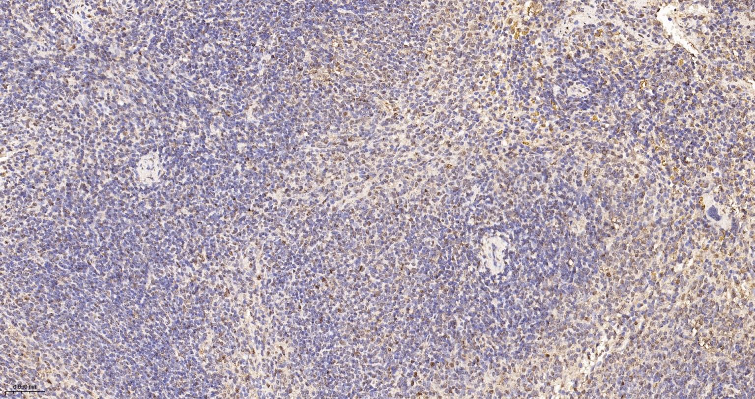 3-磷酸甘油醛脱氢酶(内参)重组兔单抗