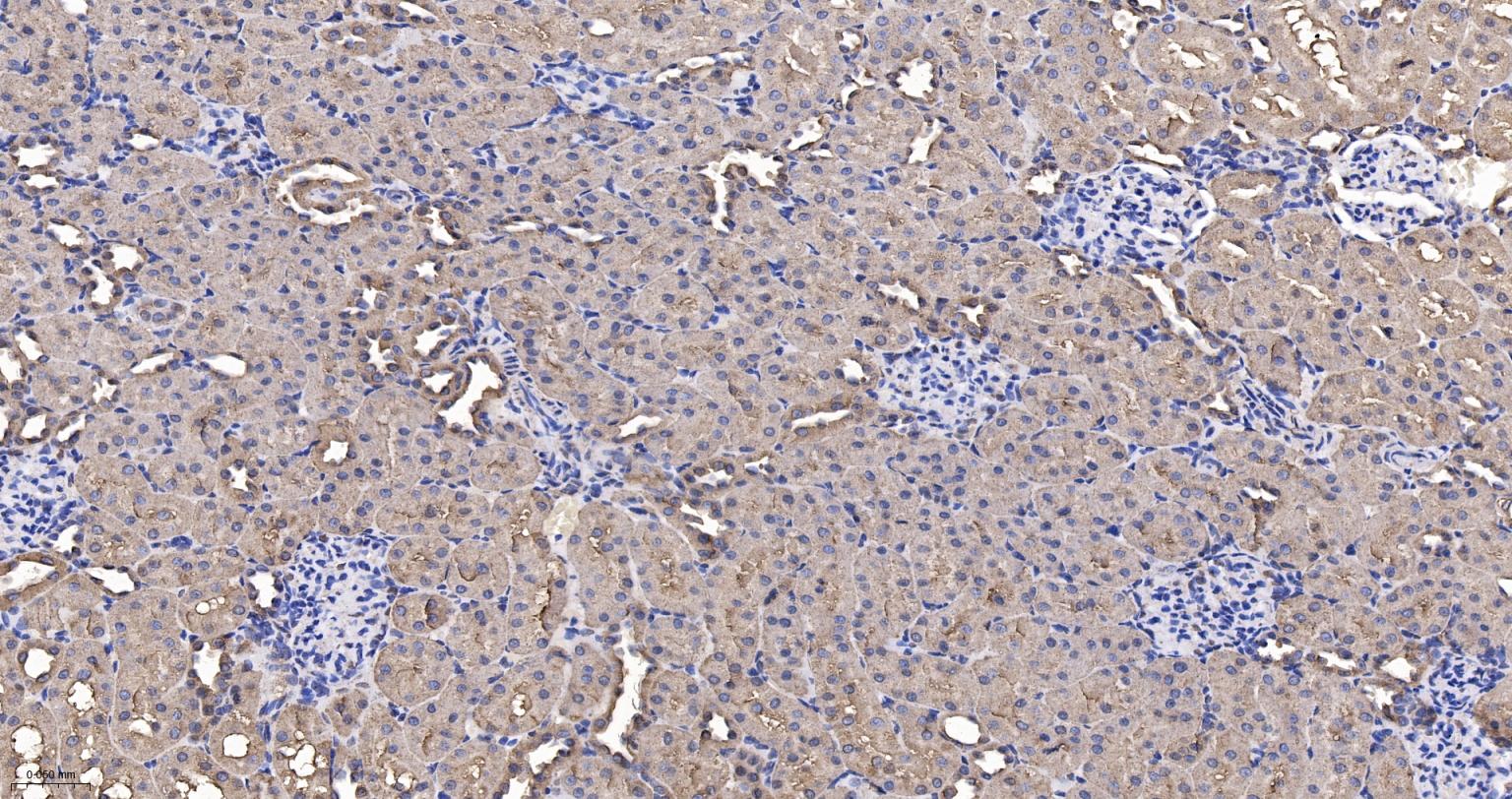 3-磷酸甘油醛脱氢酶(内参)重组兔单抗