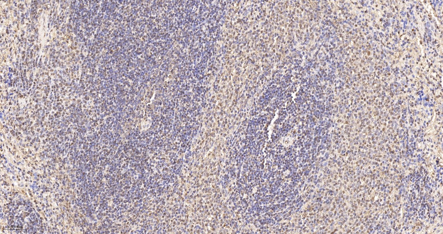 3-磷酸甘油醛脱氢酶(内参)重组兔单抗