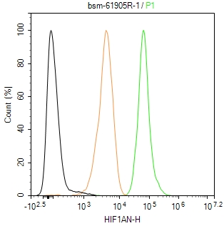缺氧诱导因子1α抑制蛋白/HIF1AN重组兔单抗