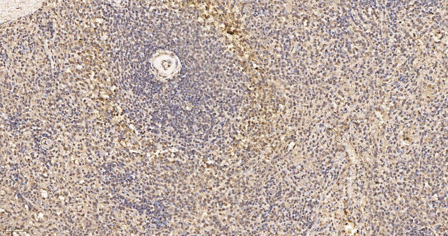 3-磷酸甘油醛脱氢酶(内参)重组兔单抗