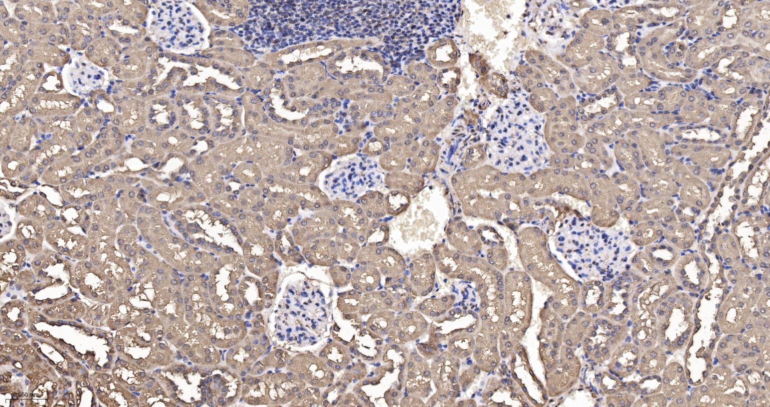 3-磷酸甘油醛脱氢酶(内参)重组兔单抗