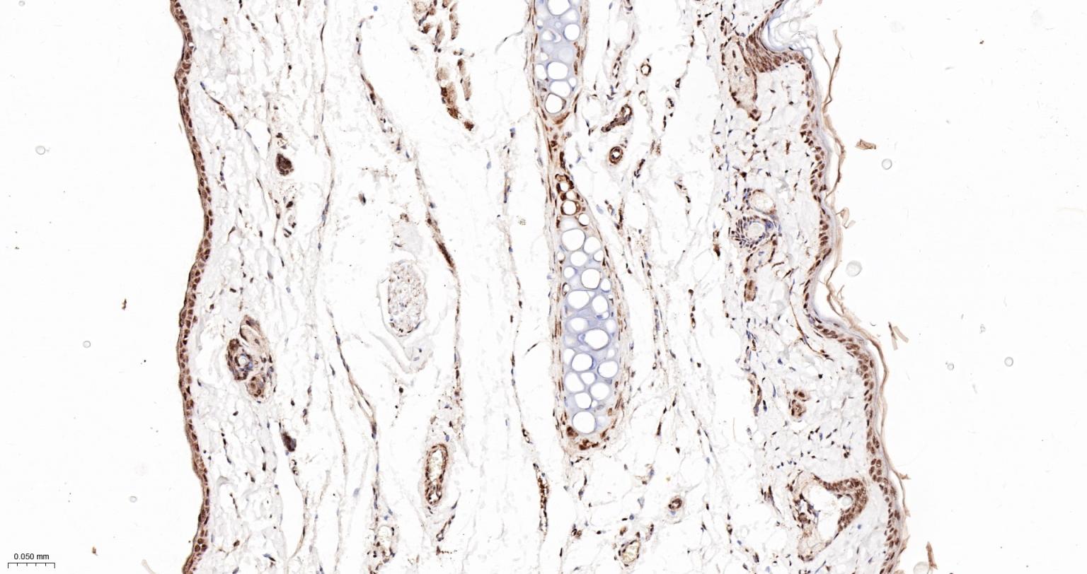 PRPF19重组兔单抗